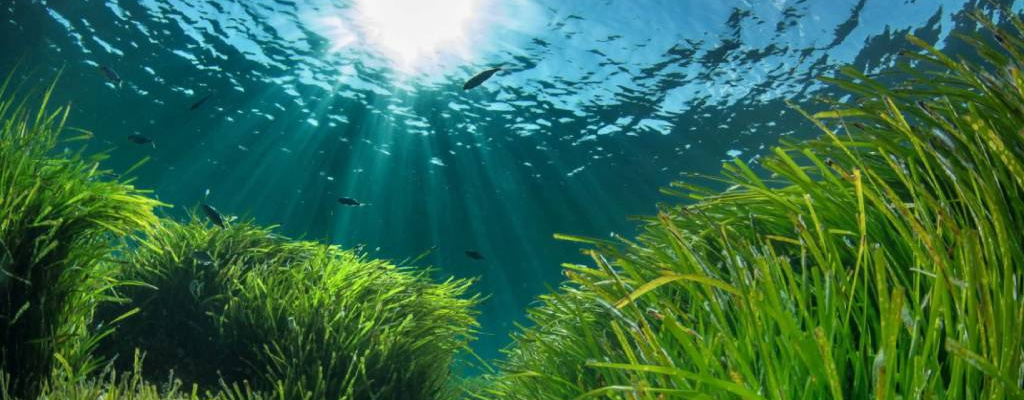 La posidonia, el bien más preciado de Formentera