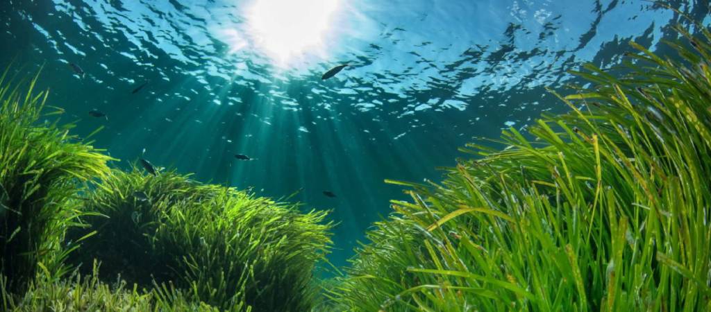 La posidonia, el bien más preciado de Formentera ⛵