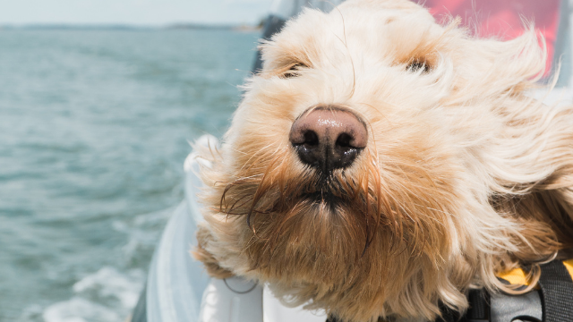 Consejos para navegar con tu mascota